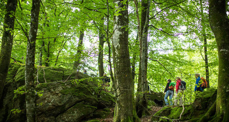 Tre vandrare på väg uppför en höjd i ljus och fin bokskog.