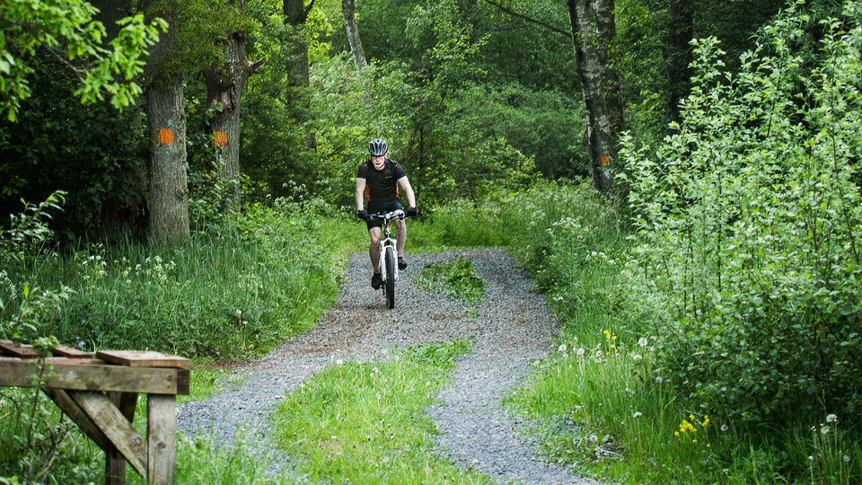 A cyclist comes on a nice road through a forest.