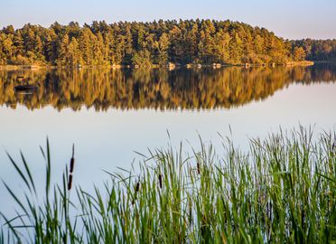 En vy ut över spegelblank sjö med vass invid kanten och skog i horisonten. 