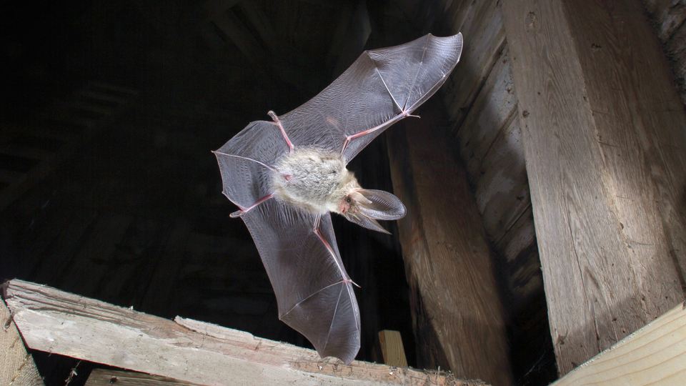 A bat underneath the ceiling of a barn.