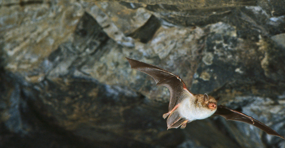 A bat comes flying towards the camera.